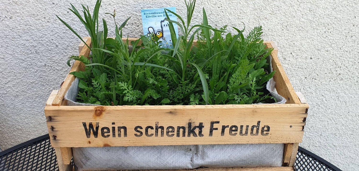 Die bepflanzten Holzkisten verwandeln den Kiliansring an den Aktionstagen zu einem großen Garten der Kinder. Eine bepflanzte Weinkiste, in der bereits grüne Keimlinge wachsen.