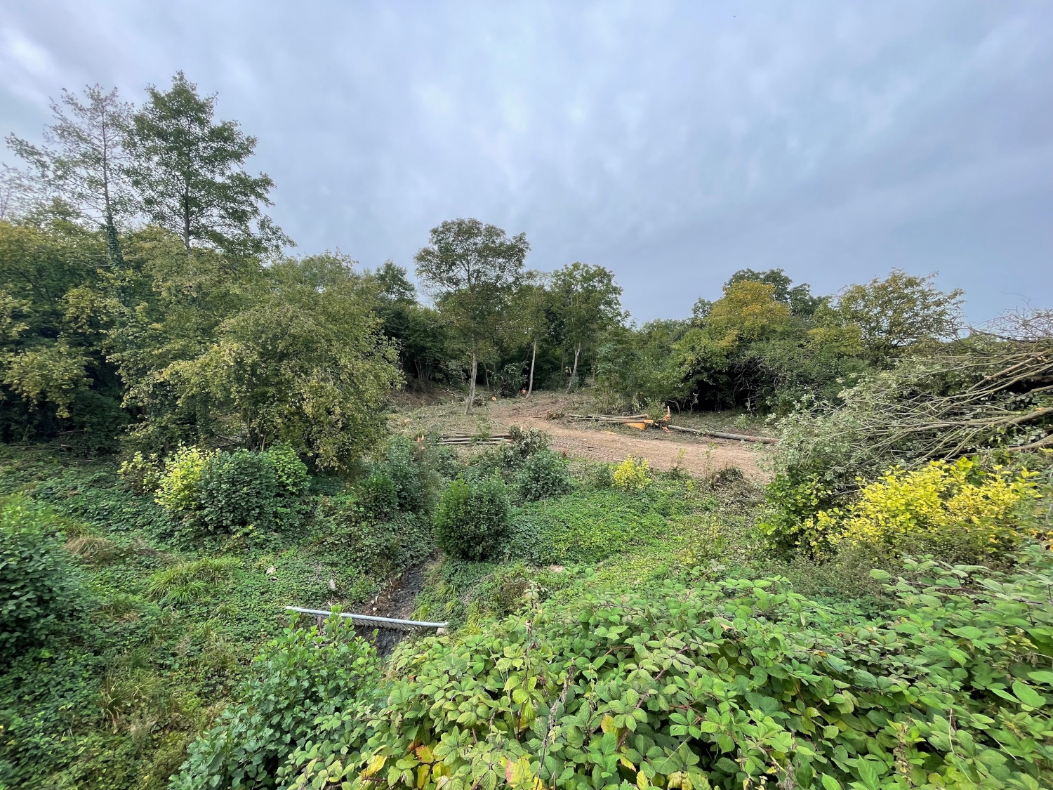 Blick ins Rückhaltebecken in Erbach, wo teilweise bereits gefällte Bäume liegen.