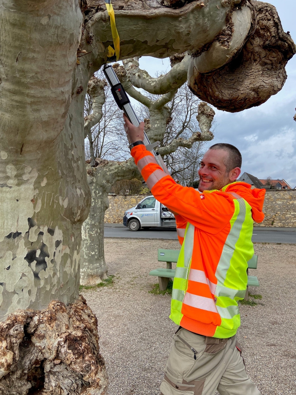 Steffen Conrad beim Einsatz des Bohrwiderstandsmessgerätes an einer Platane