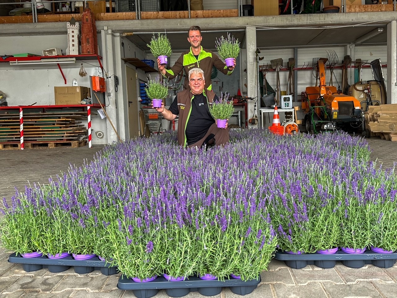 Die Mitarbeiter der Stadtwerke stehen in einem Teppich aus Lavendelpflanzen