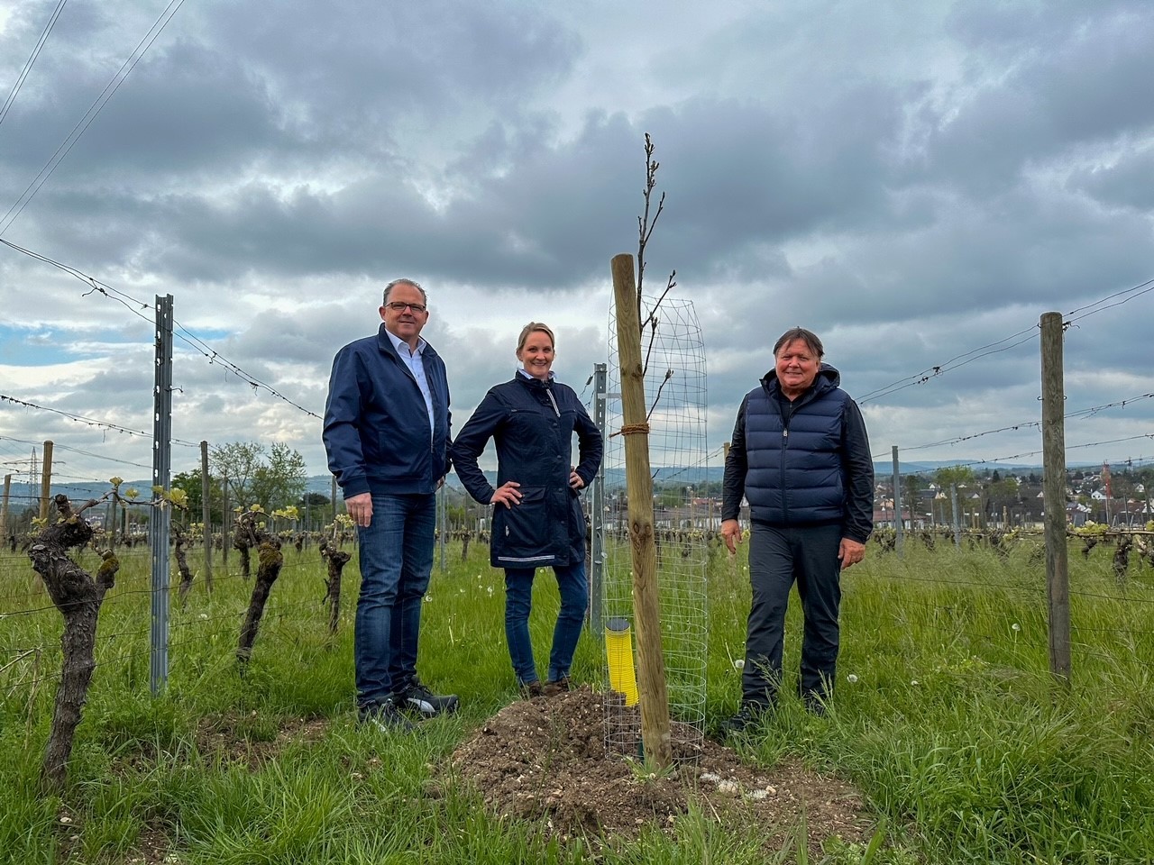 Bürgermeister, Winzerin und Stadtmitarbeiter stehen bei einem neu gepflanzten Baum im Weinberg