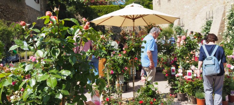 Verkaufsstände rund um die Kurfürstliche Burg Verkaufsstände und viele Rosen und Besucher