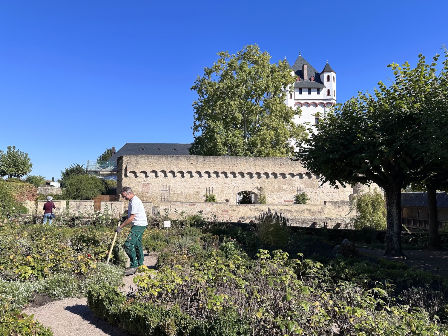 Ein Gärtner arbeitet in einem Rosengarten. Im Hintergrund sieht man den Turm und die Mauer der Eltviller Kurfürstlichen Burg.