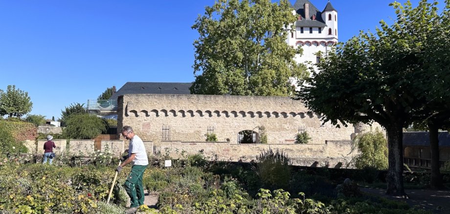 Ein Gärtner arbeitet in einem Rosengarten. Im Hintergrund sieht man den Turm und die Mauer der Eltviller Kurfürstlichen Burg.
