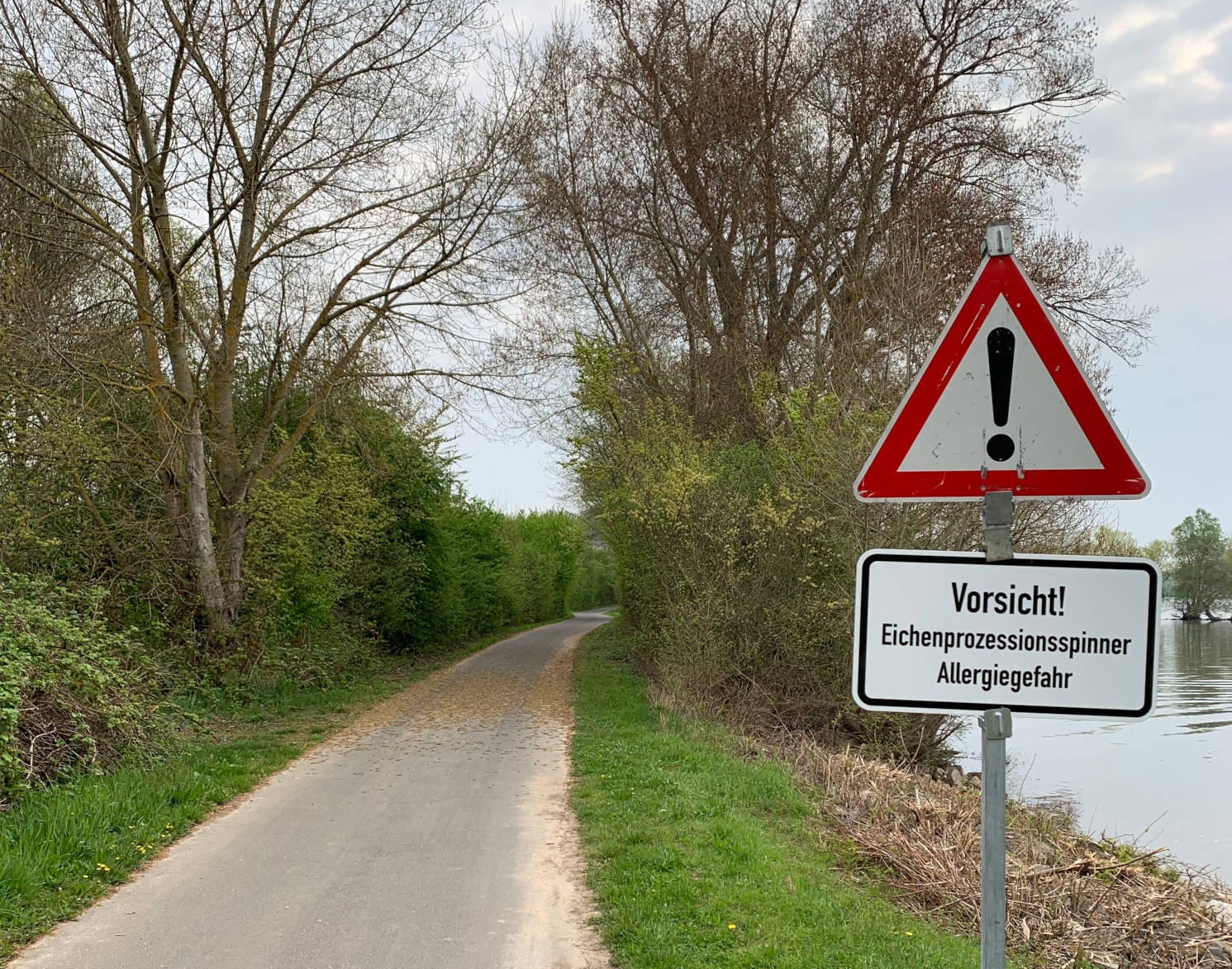 Am Leinpfad zwischen Erbach und Hattenheim wurden Warnhinweisschilder aufgestellt: Hier gibt es noch alte Nester des Eichenprozessionsspinners. Am Leinpfad zwischen Erbach und Hattenheim wurden Warnhinweisschilder wegen des Eichenprozessionsspinners aufgestellt.