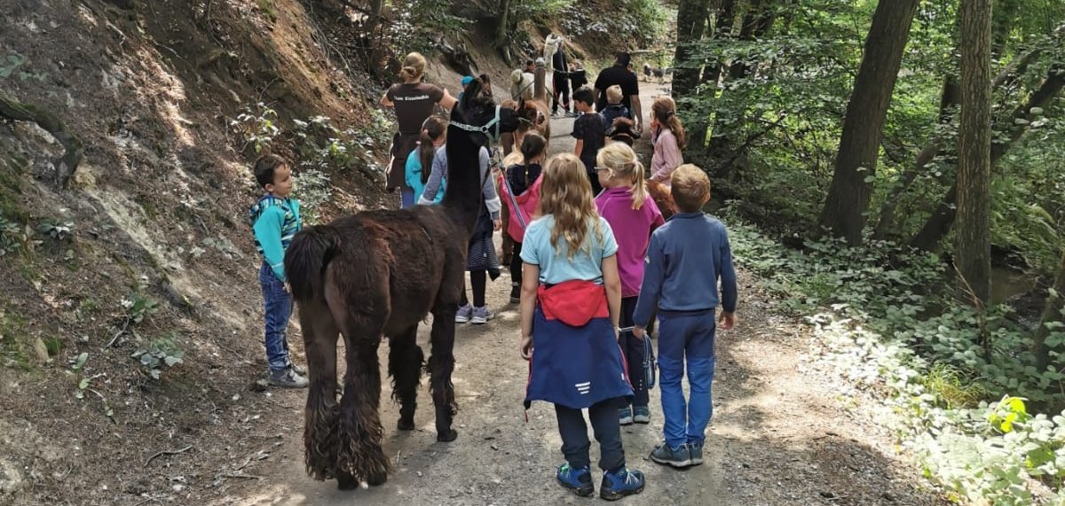 Die Ferienaktionstage der Jugendpflege bieten ein buntes Programm für die Kids. Mehrere Kinder, von hinten zu sehen, laufen beim Lamatrekking mit Lamas durch den Wald.