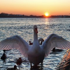 Ein Schwan mit ausgebreiteten Flügeln steht im Rhein, im Hintergrund geht die Sonne unter.