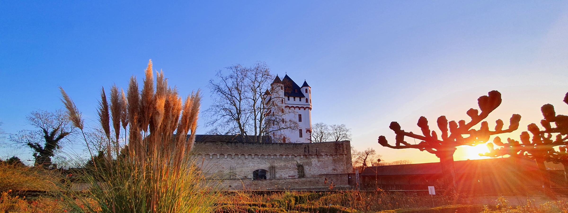 Mittig strahlt der Burgturm, rechts scheint die Sonne hinter einem Platanenbaum hervor und im Vordergrund links sieht man Gräser.