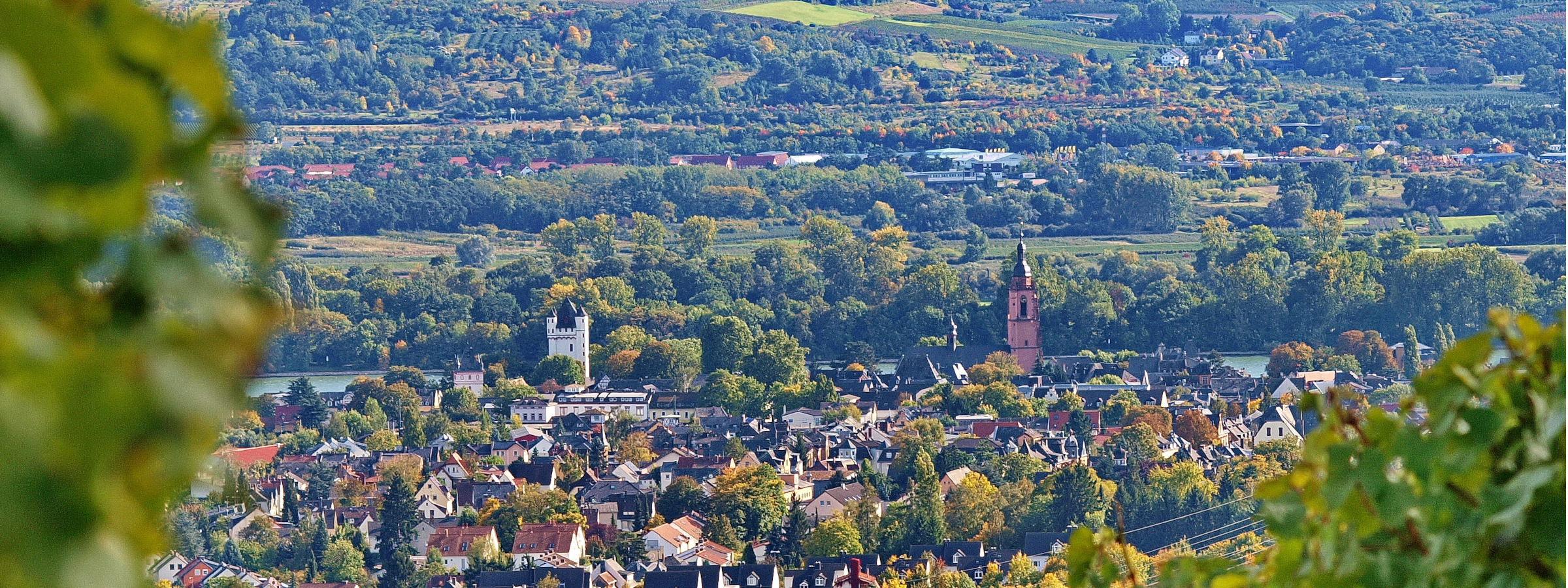 Blick von den Weinbergen auf die Eltviller Kernstadt mit Kirchturm und Kurfürstlicher Burg. Blick von den Weinbergen auf die Eltviller Kernstadt mit Kirchturm und Kurfürstlicher Burg.