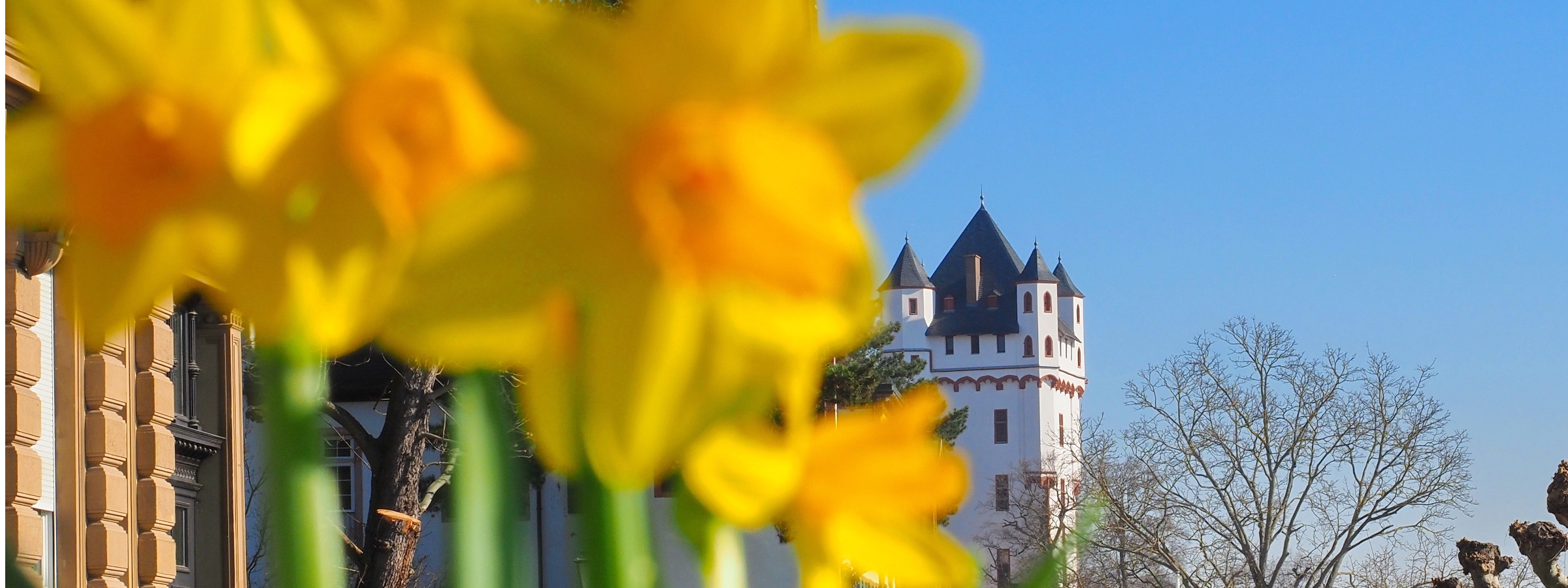 Im Vordergrund sieht man blühende gelbe Narzissen, im Hintergrund ist der Burgturm zu sehen.