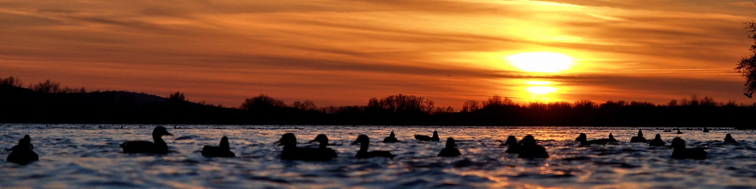 Sonnenuntergänge am Rhein haben ihren ganz eigenen Zauber. Enten schwimmen bei Sonnenuntergang auf dem Rhein.