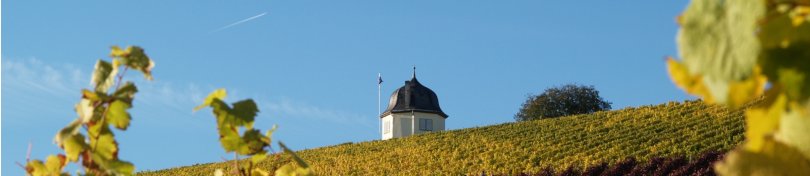 Blick auf die herbstlichen Weinberge und das Weinbergshäuschen auf der Bubenhäuser Höhe.
