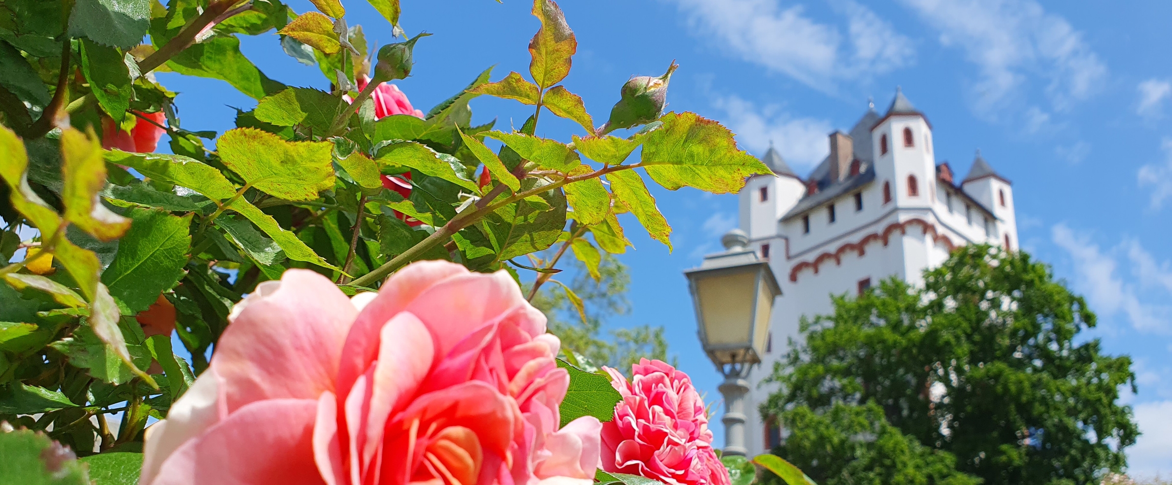Rosa Rose mit Kurfürstlichem Burgturm im Hintergrund