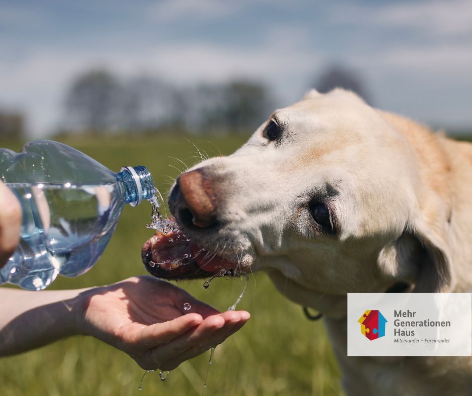 Hund trinkt Wasser aus Flasche