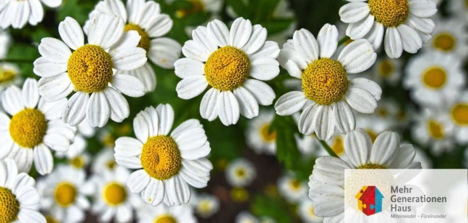 Symbolbild Kamille-Blüten