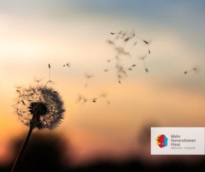 Pusteblume verweht