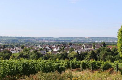 Blick von den Weinbergen aus auf Erbach.