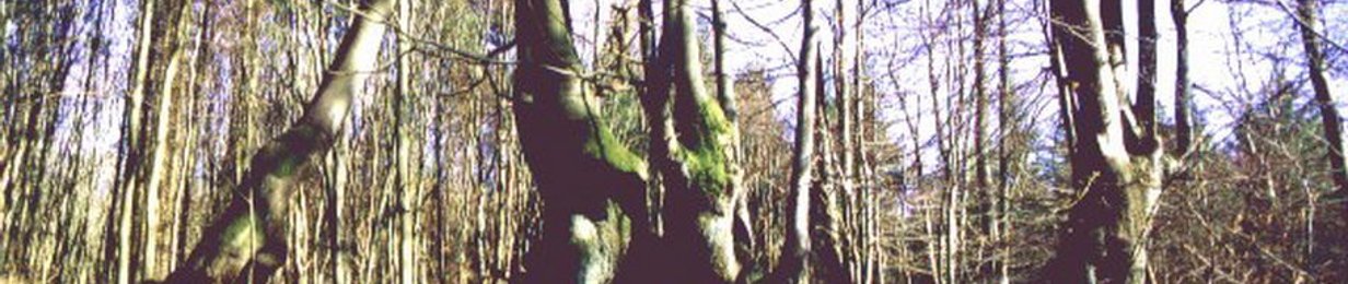 Einzelner, letzter „Gebückbäume“ im Wald bei Hausen vor der Höhe. 