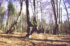 Das Rheingauer Gebück diente als Schutzwall vor Feinden. Einzelner, letzter „Gebückbäume“ im Wald bei Hausen vor der Höhe.