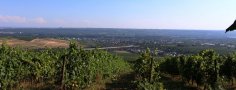 Ausblick von der Bubenhäuser Höhe auf die Weinberge. Ausblick von der Bubenhäuser Höhe auf die Weinberge.