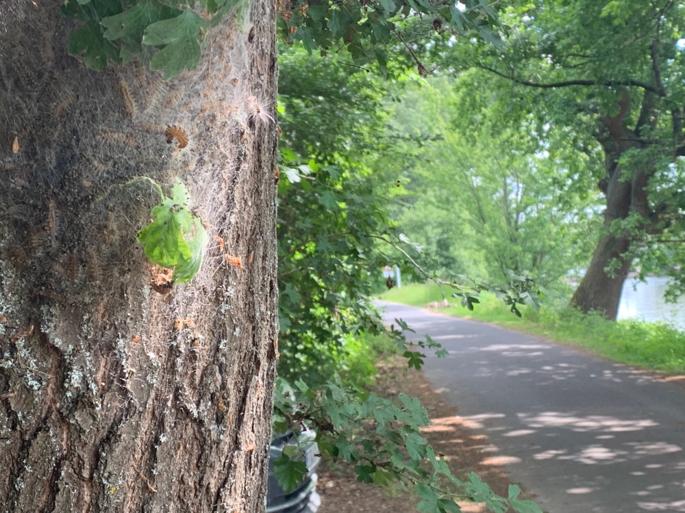 Nahaufnahme Eichenprozessionsspinner an einem Baum am Leinpfad