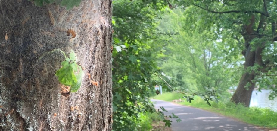 Nahaufnahme Eichenprozessionsspinner an einem Baum am Leinpfad