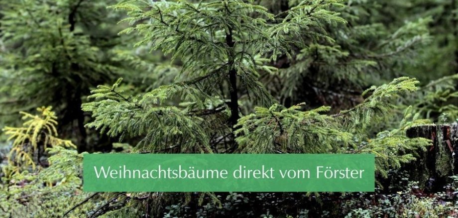 Symbolbild Tannenbaum