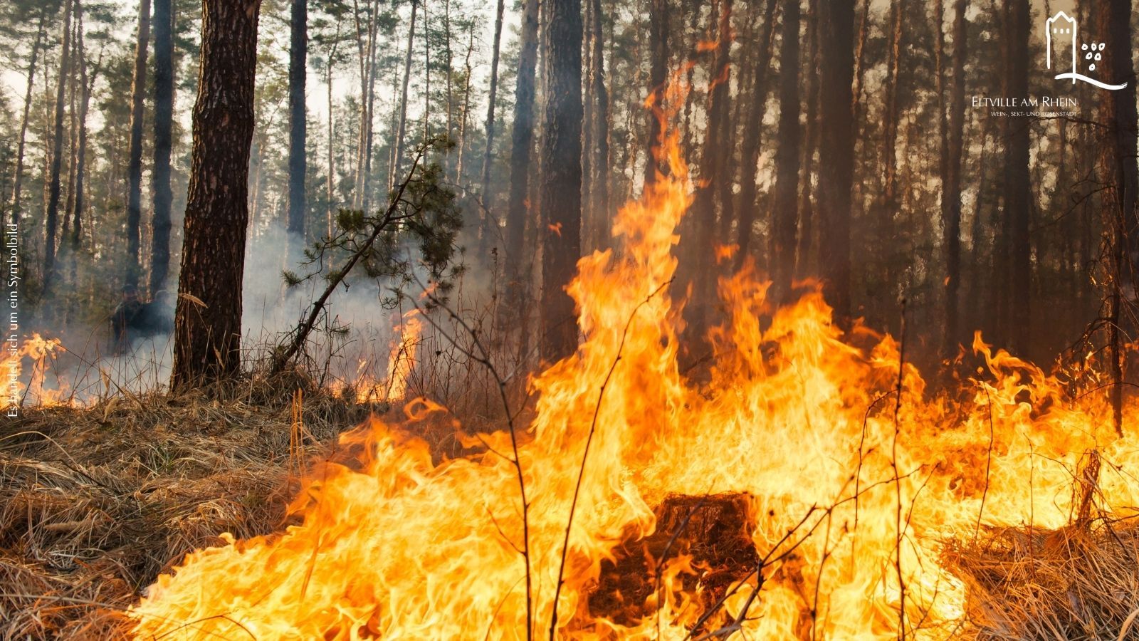 Symbolbild Brand im Wald