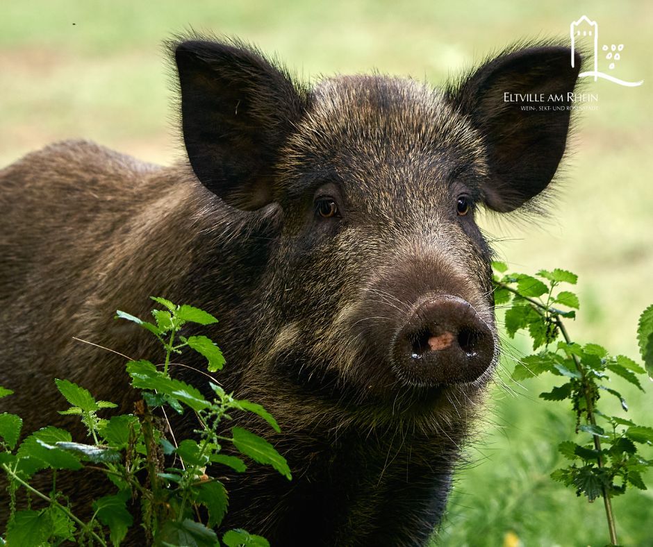 Wildschwein schaut in die Kamera