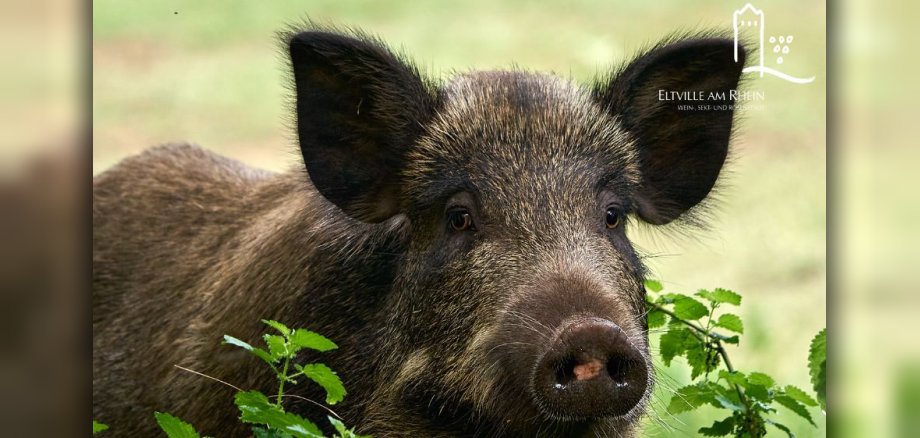Wildschwein schaut in die Kamera
