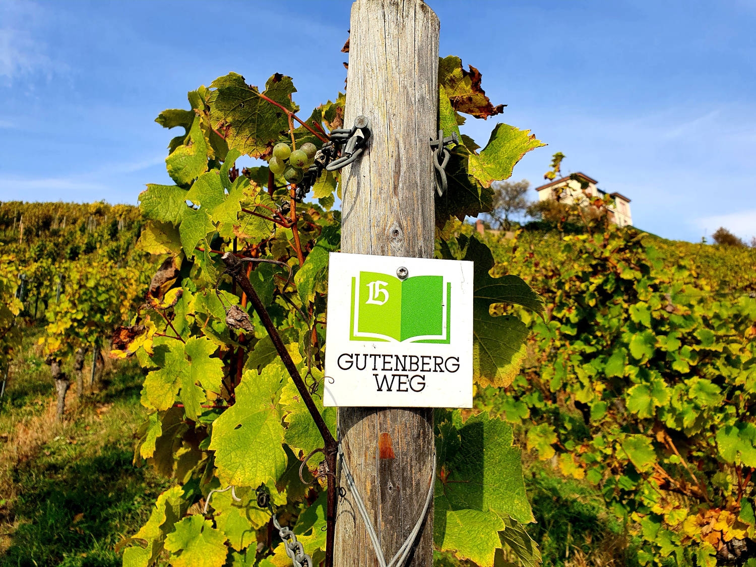 Das Wanderschild für den Gutenbergweg hängt an einem Pfahl in den Weinbergen.