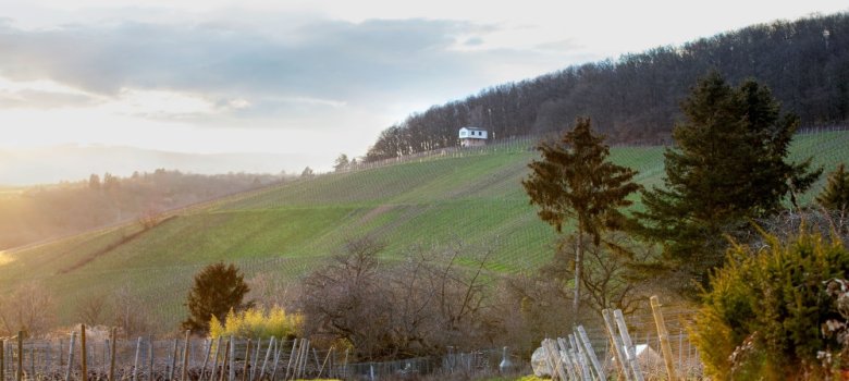 Blick auf die Weinberge und das Weinbergshaus in Martinsthal