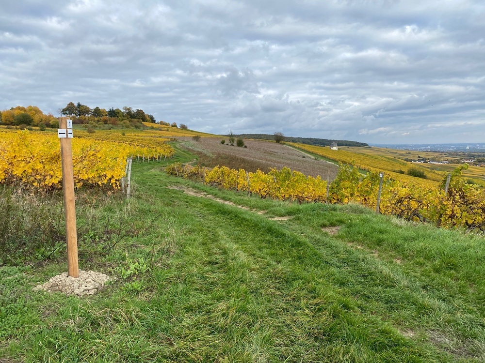 Blick über grüne Felder und  gelbe Blumenwiesen
