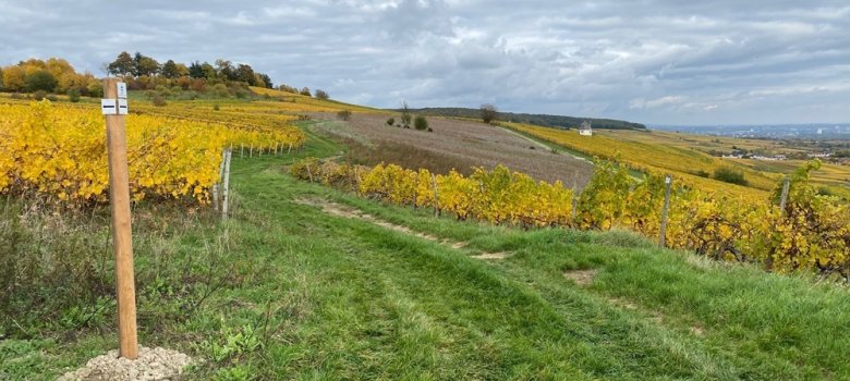 Blick über grüne Felder und  gelbe Blumenwiesen