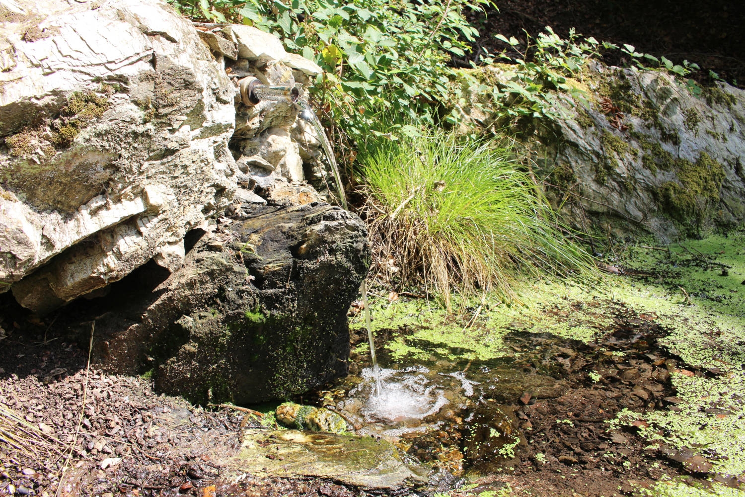Eine kleine Quelle im Wald.
