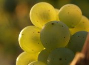 Grüne Weintrauben in den Weinbergen.