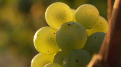 Grüne Weintrauben in den Weinbergen.