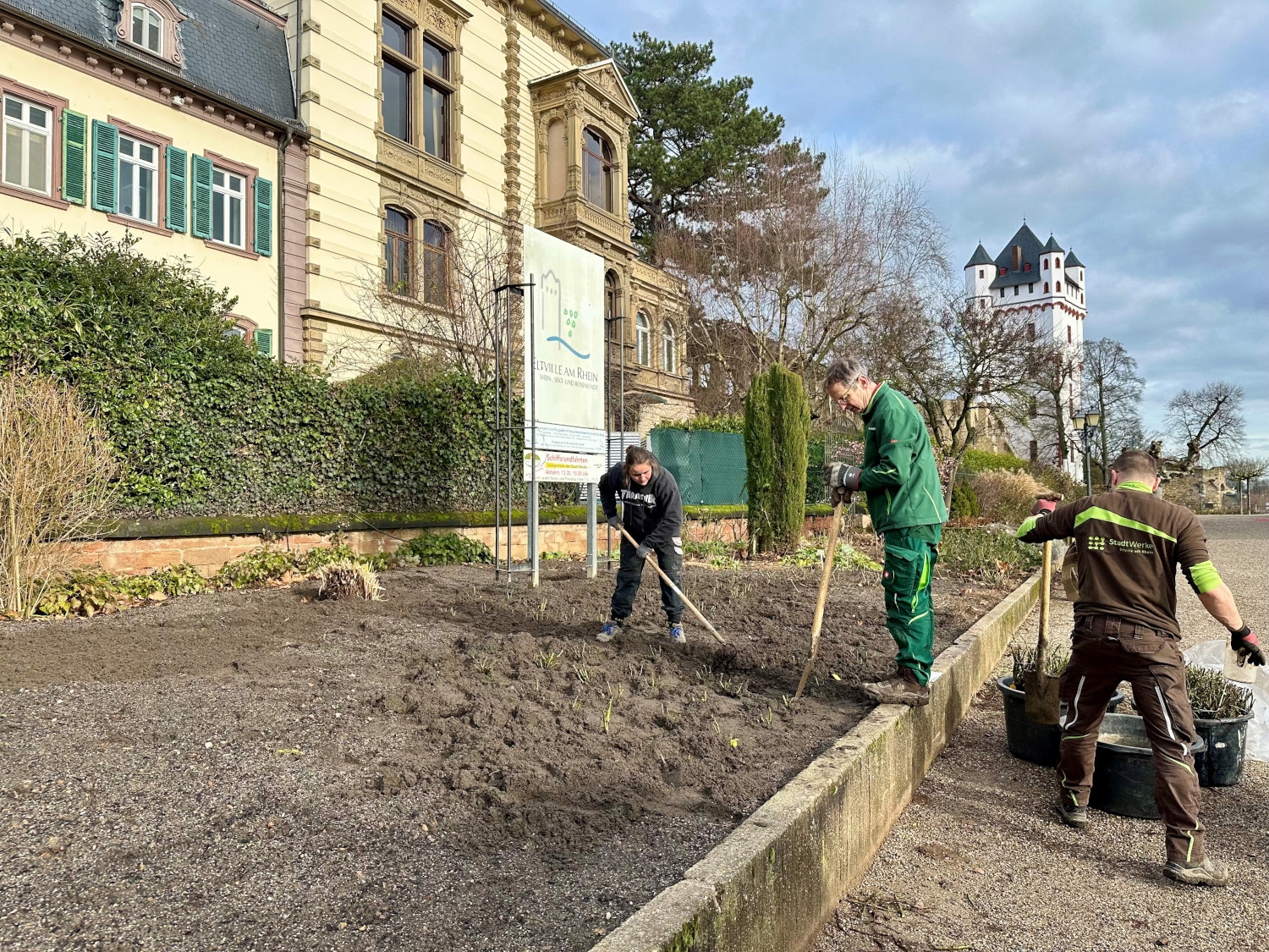 Stadtgärtner pflanzen Rosen in das Beet, im Hintergrund ist die Burg zu sehen