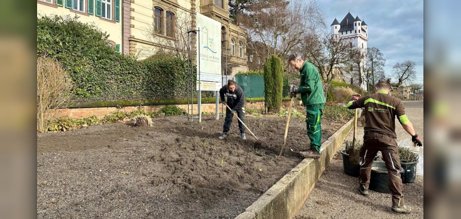 Stadtgärtner pflanzen Rosen in das Beet, im Hintergrund ist die Burg zu sehen