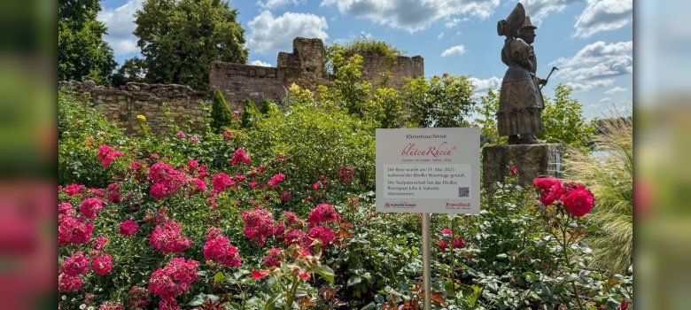 Pinke blütenRhein-Rosen blühen im Beet mit den Biedermeierfiguren