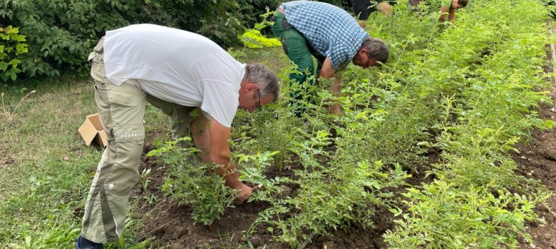 Das Rosengartenteam beim veredeln der Rosen