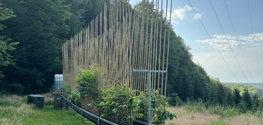 Die Pflanzrinne mit Air-Pot-System oberhalb von Rauenthal