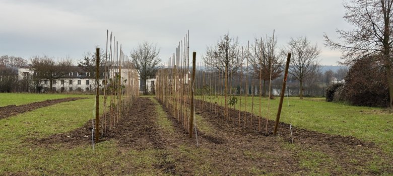 Die gepflanzten Jungbäume mit Bambus-Ständen als Stützen