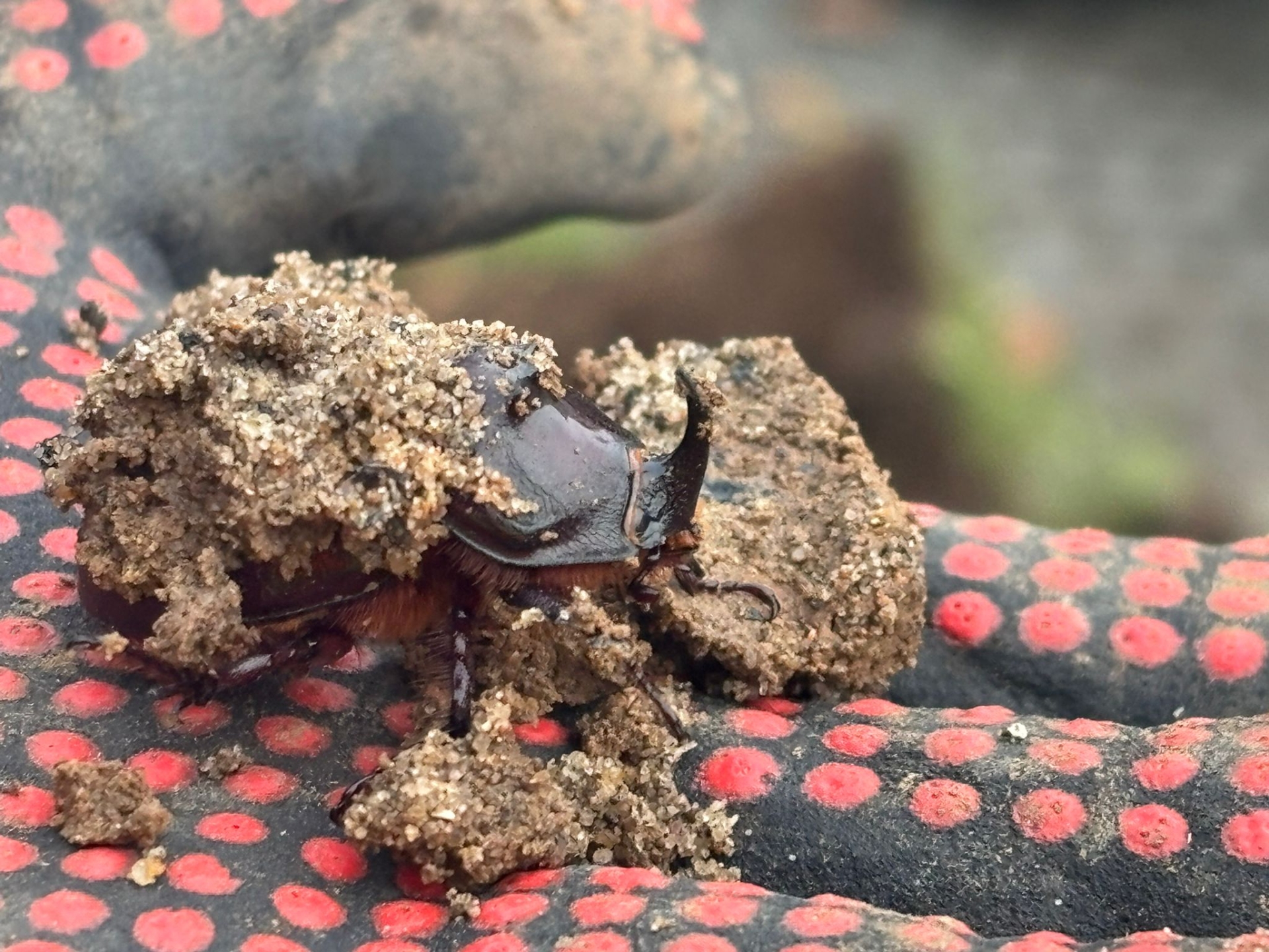 Einer der gefundenen Nashornkäfer-Männchen