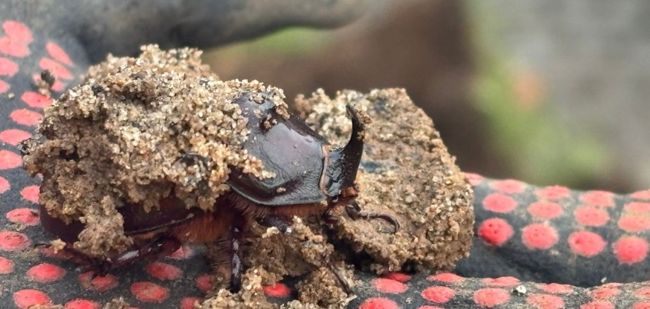 Einer der gefundenen Nashornkäfer-Männchen