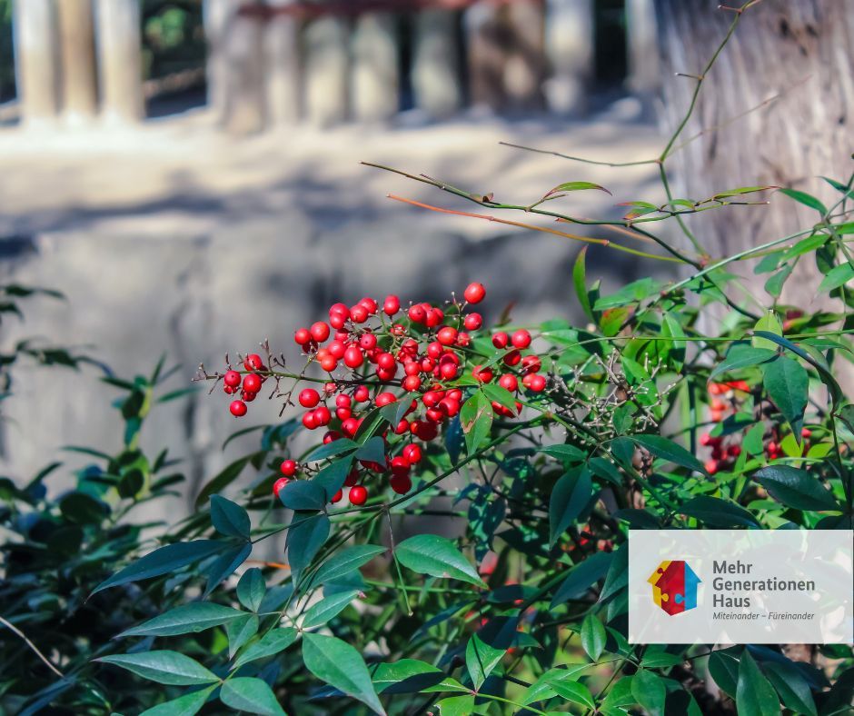 Symbolbild rote Beeren im Wald