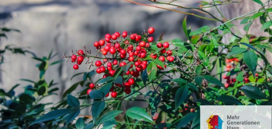 Symbolbild rote Beeren im Wald